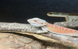 Bearded Dragon reptiles for sale: Bearded dragon and candy cane corn snake  - Image 2