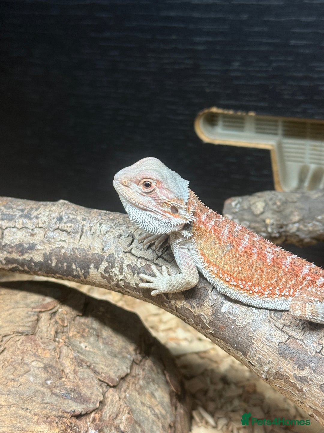 Bearded Dragon reptiles for sale: Bearded dragon and candy cane corn snake  - Image 2