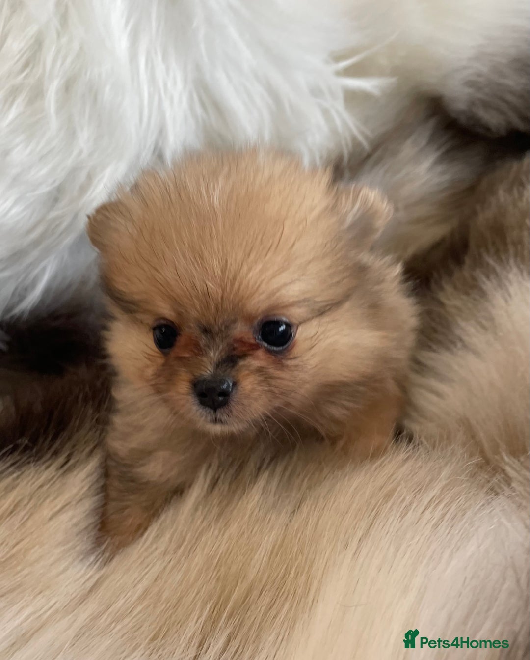Pomeranian dogs for sale: OUTSTANDING KC POMERANIAN PUPPYS AVAILABLE  - Advert 5