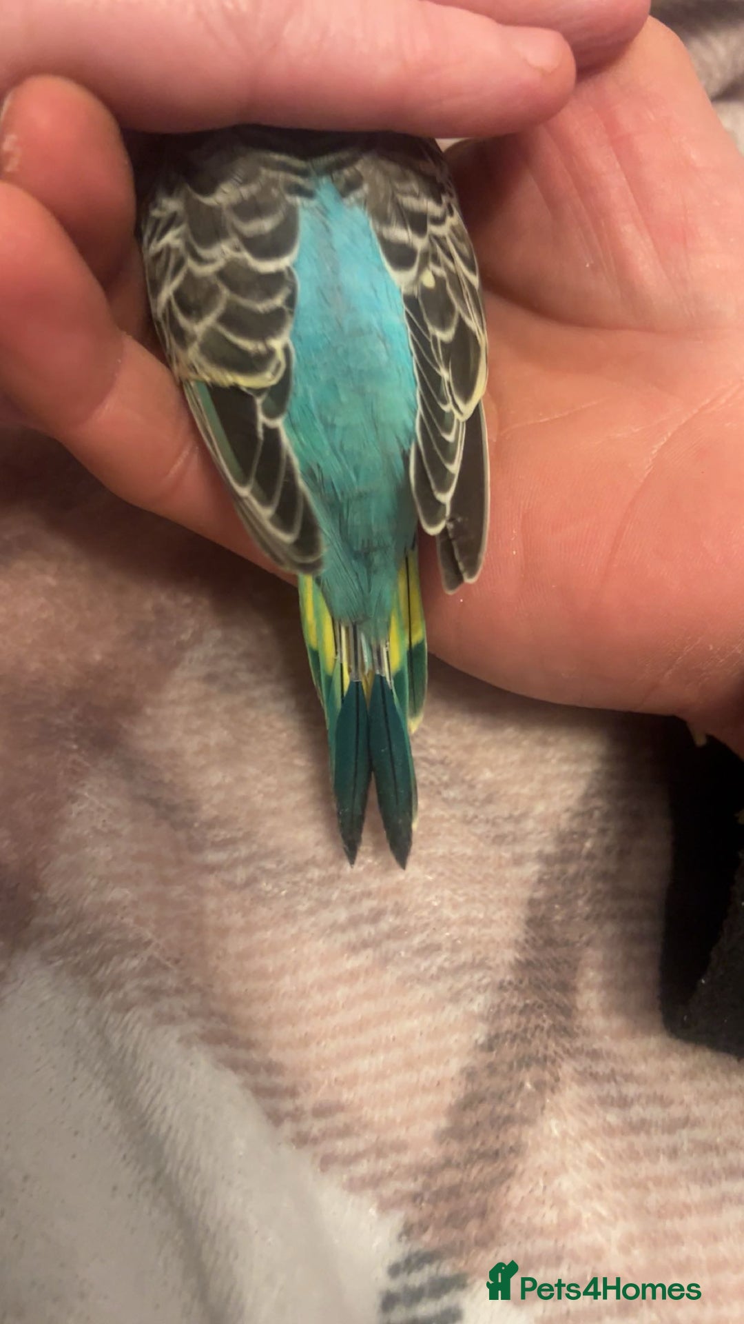 Budgerigars birds for sale: Baby budgies  - Advert 5