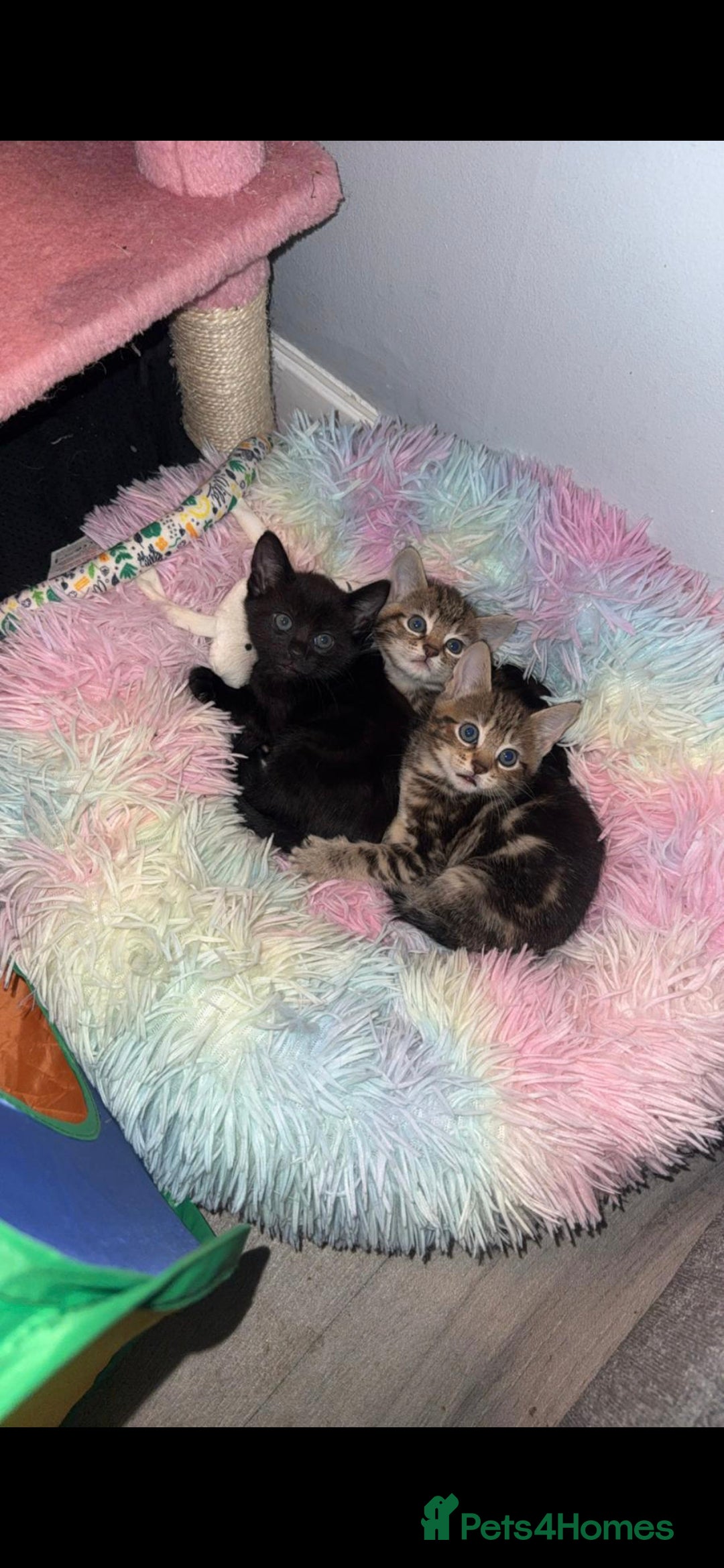 Savannah cats for sale: Savannah x Kittens - Image 11