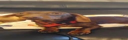 Miniature Dachshund dogs for sale: Miniature dachshund puppies for sale in spalding in Spalding - Advert 5