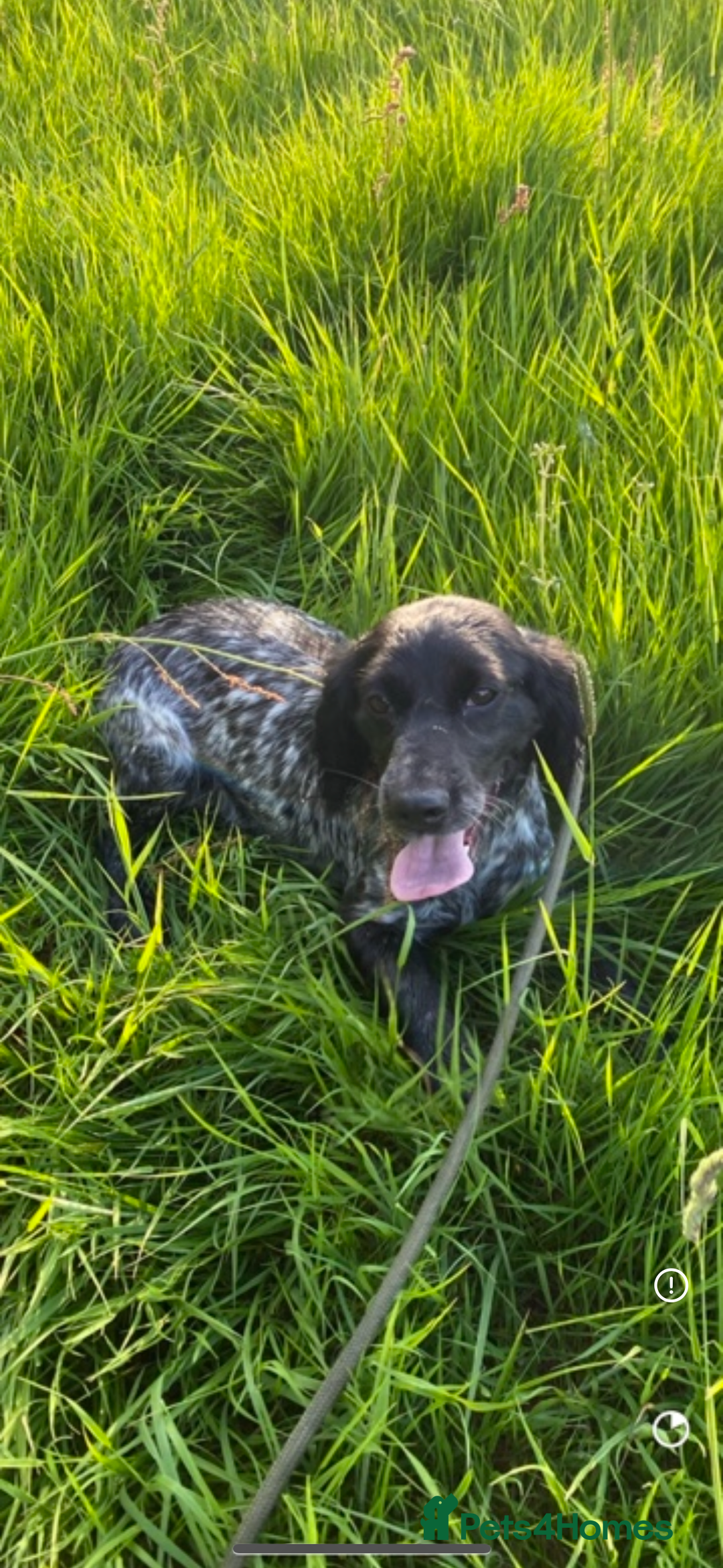Cocker Spaniel dogs for sale: Kc registered cocker spaniels - Image 14