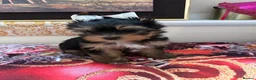 Yorkshire Terrier dogs for sale: Yorkshire Terrier puppies  - Advert 9