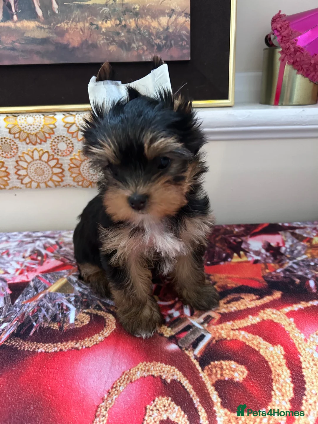 Yorkshire Terrier dogs for sale: Yorkshire Terrier puppies  - Advert 9