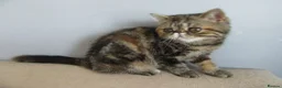 Exotic cats for sale:  Beautiful Exotic female kittens - Advert 20