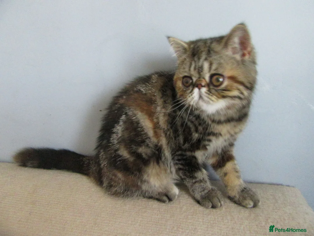 Exotic cats for sale:  Beautiful Exotic female kittens Ready now - Advert 40