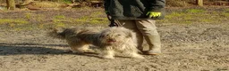 Mixed Breed dogs for adoption: Meet Annie in Carmarthen - Advert 2