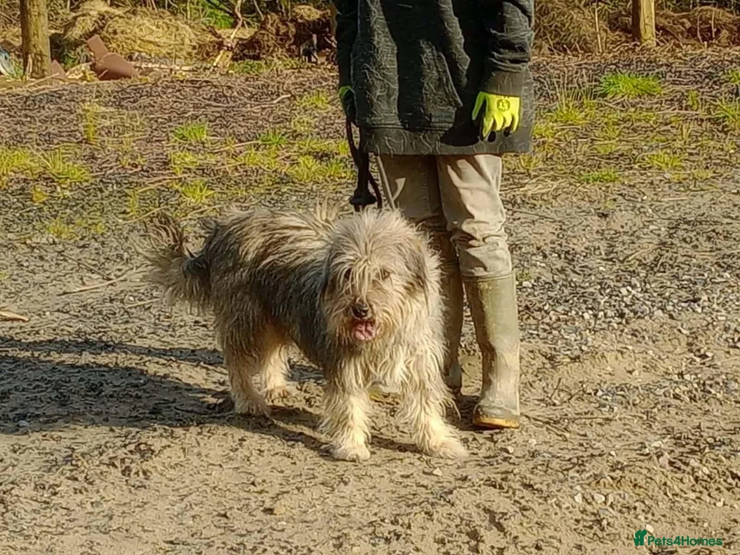 Mixed Breed dogs for adoption: Meet Annie in Carmarthen - Advert 2