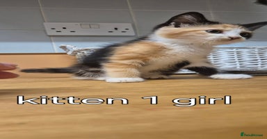 Mixed Breed cats - Advert 6