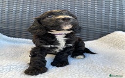 Cockapoo dogs for sale: Boni’s F1b pups, 2 little ones available 🖤🖤 - Image 11