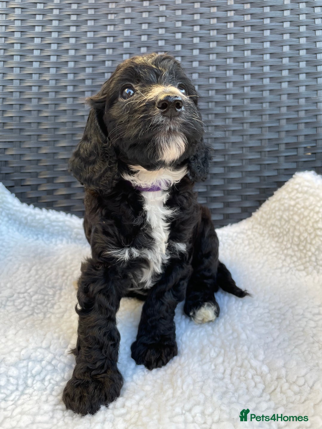 Cockapoo dogs for sale: Boni’s F1b pups, 2 little ones available 🖤🖤 - Image 11