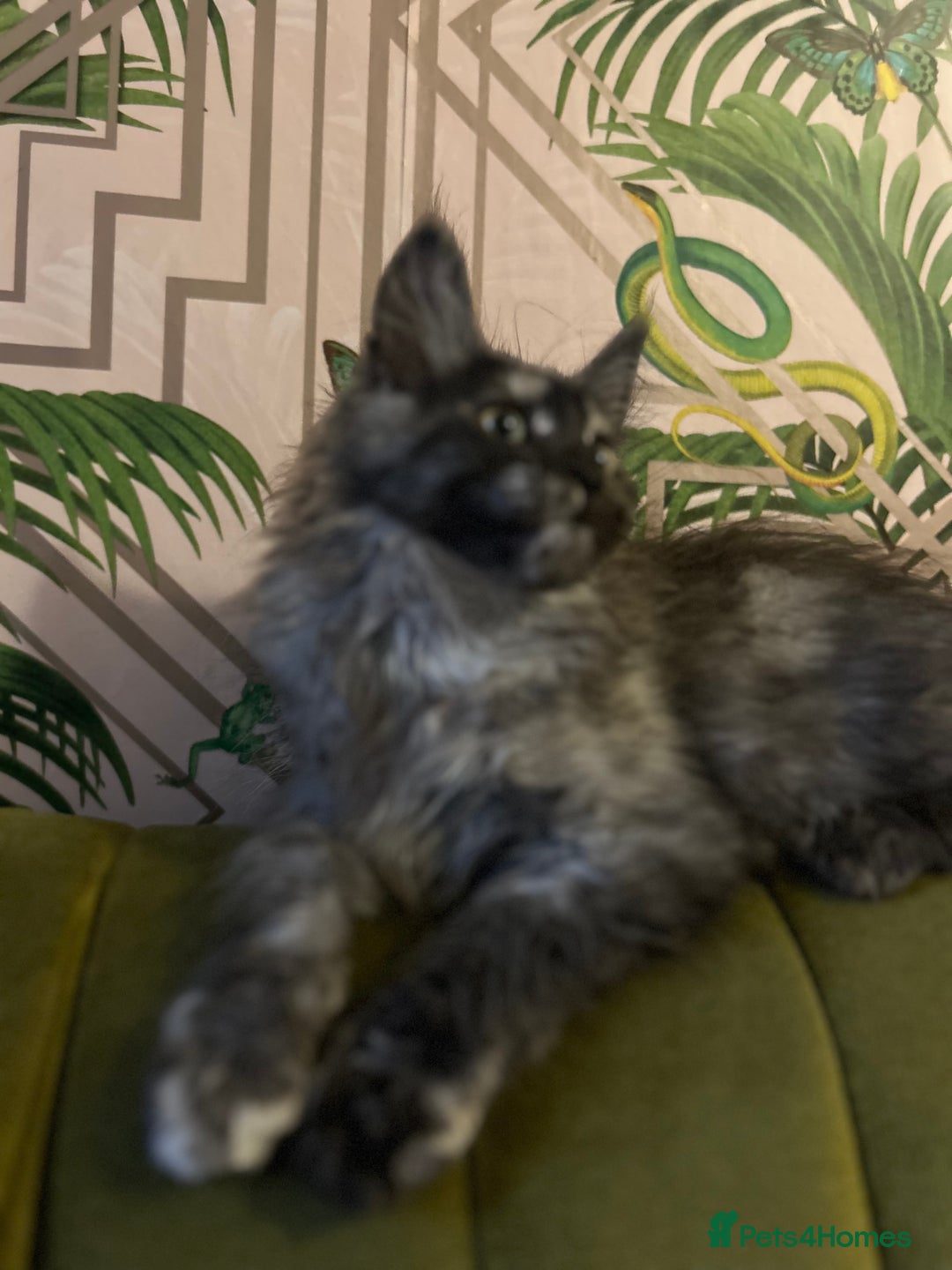 Maine Coon cats for sale: 🔥 TICA Maine coon kittens 🔥  READY NOW 💕💕 - Image 32