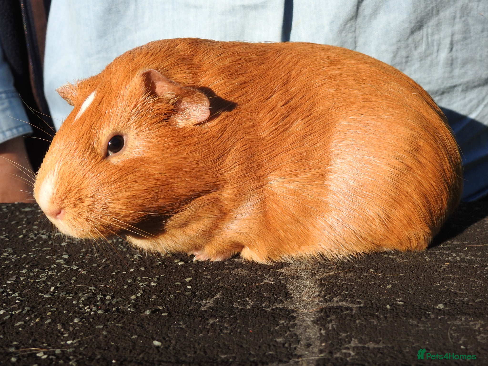 Guinea Pig rodents Pretty Female Guinea pigs for sale - Advert 2