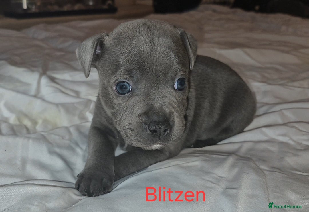 Staffordshire Bull Terrier dogs for sale: Exceptional Staffy Bull Terriers– Valglo Bloodline - Advert 28