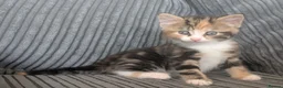 Domestic Shorthair cats for sale: 6 adorable kittens  - Advert 3