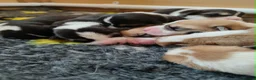 Welsh Corgi Pembroke dogs for sale: Welsh Corgi (Pembroke) - Advert 4