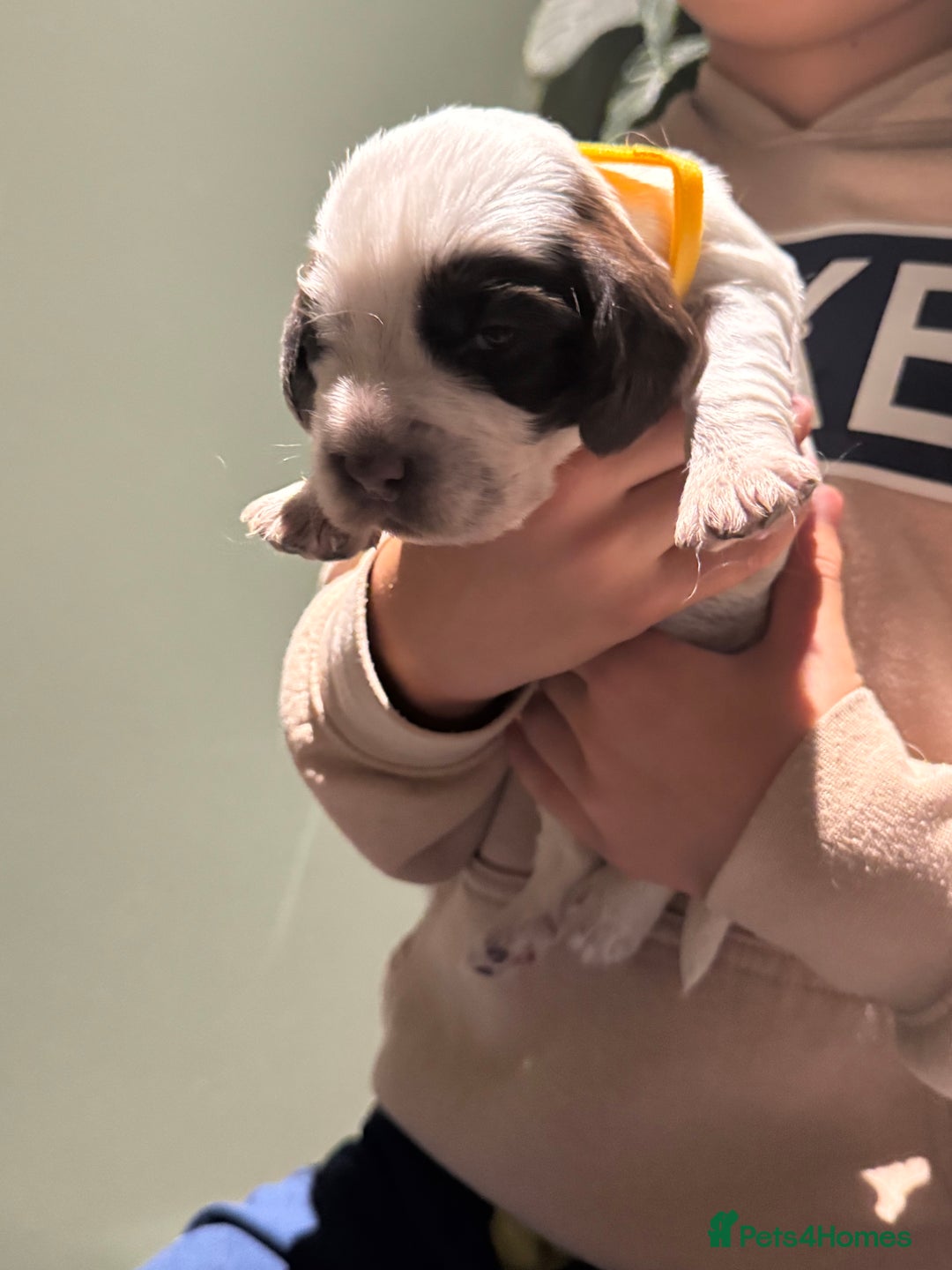 Cocker Spaniel dogs for sale: 8 beautiful show cocker puppies for sale - Advert 4