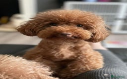 Cavapoo dogs for sale: Female Red Cavapoo Ready now  - Image 9