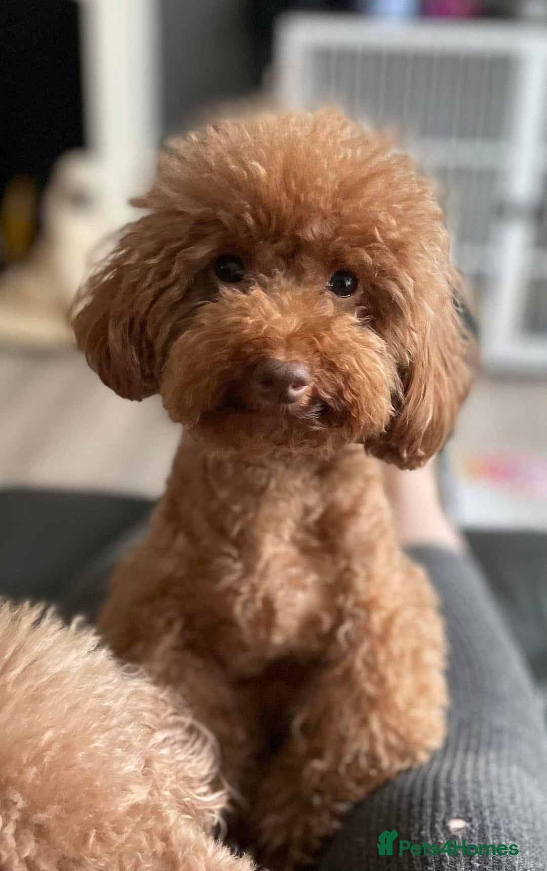 Cavapoo dogs for sale: Female Red Cavapoo Ready now  - Image 9