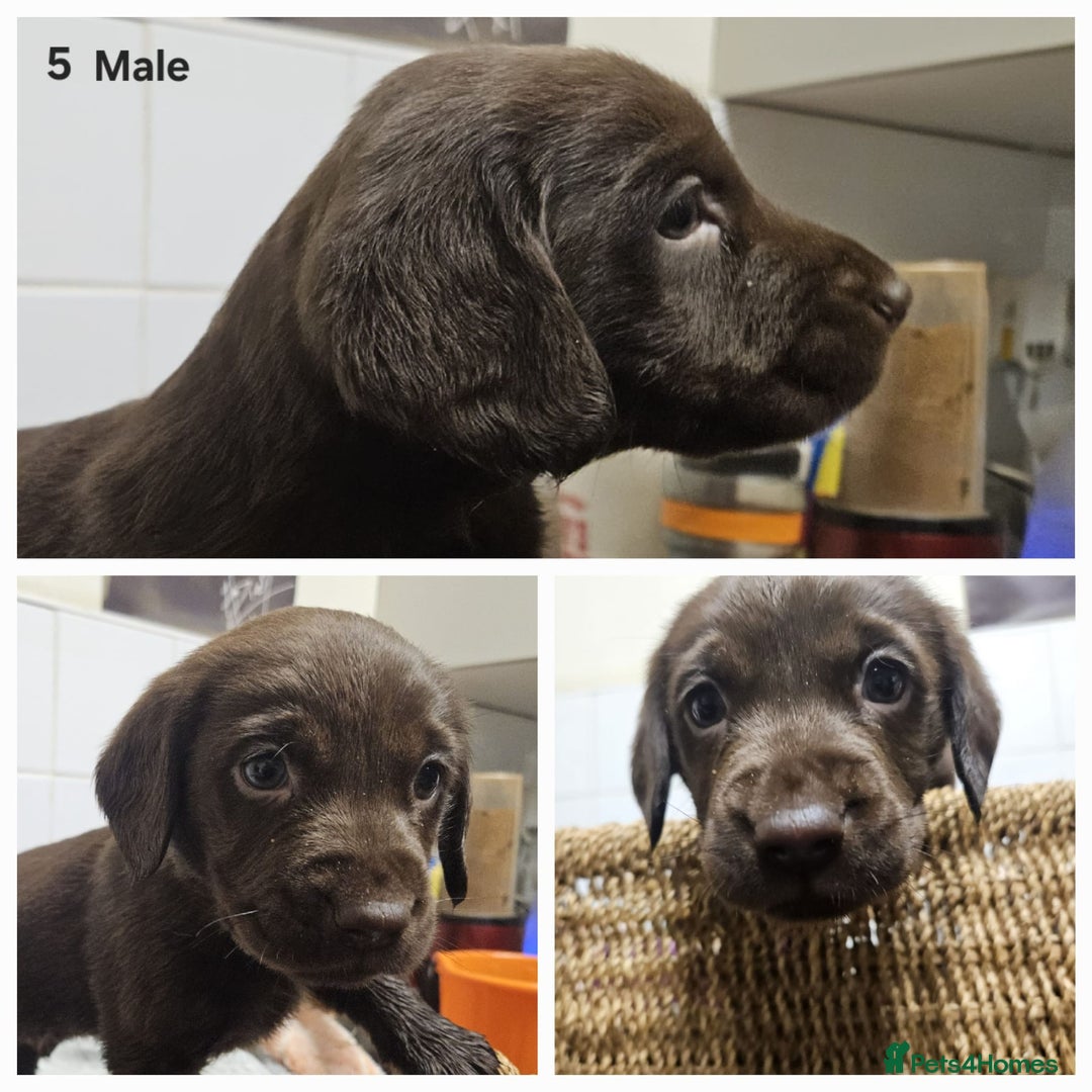 Cockerdor dogs for sale: Cockerdors puppies - Advert 5