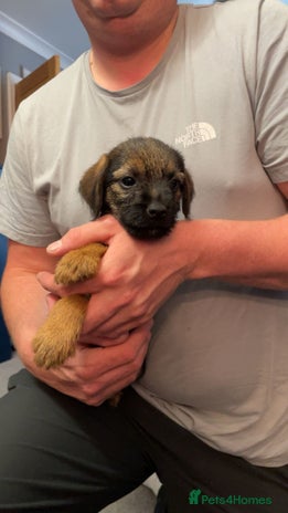 Border Terrier dogs - Advert 1