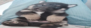 Shepsky Puppy 6