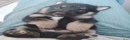 Shepsky dogs for sale: German Shepherd pups - Advert 30