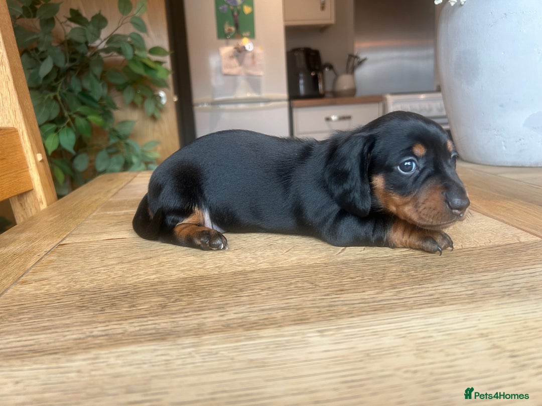 Miniature Dachshund dogs for sale: True miniature dachshund  - Image 9