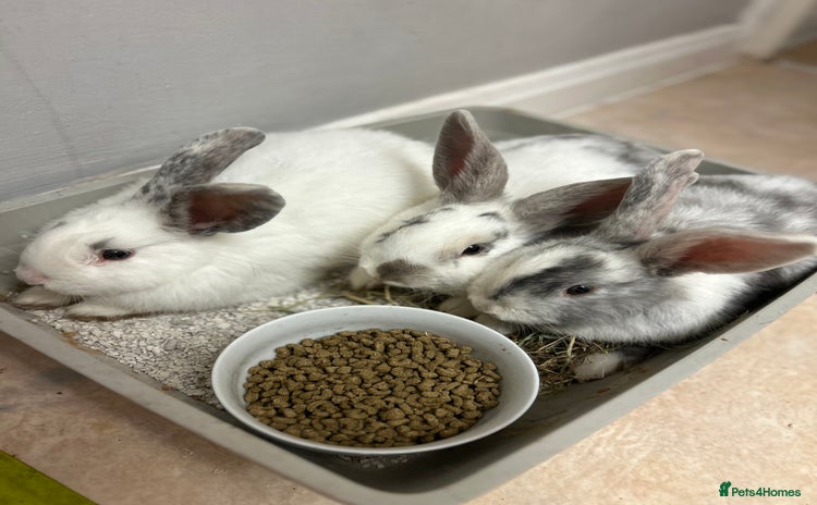 Mixed Breed rabbits - Advert 13