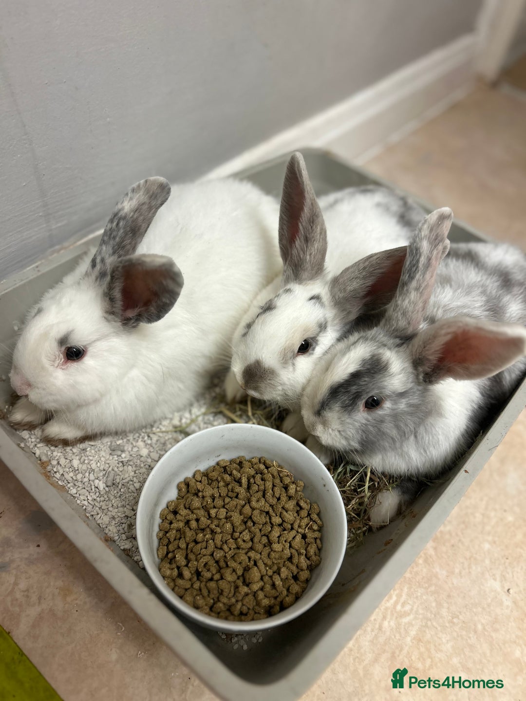 Mixed Breed rabbits for sale: Mixed bunnies - Image 2