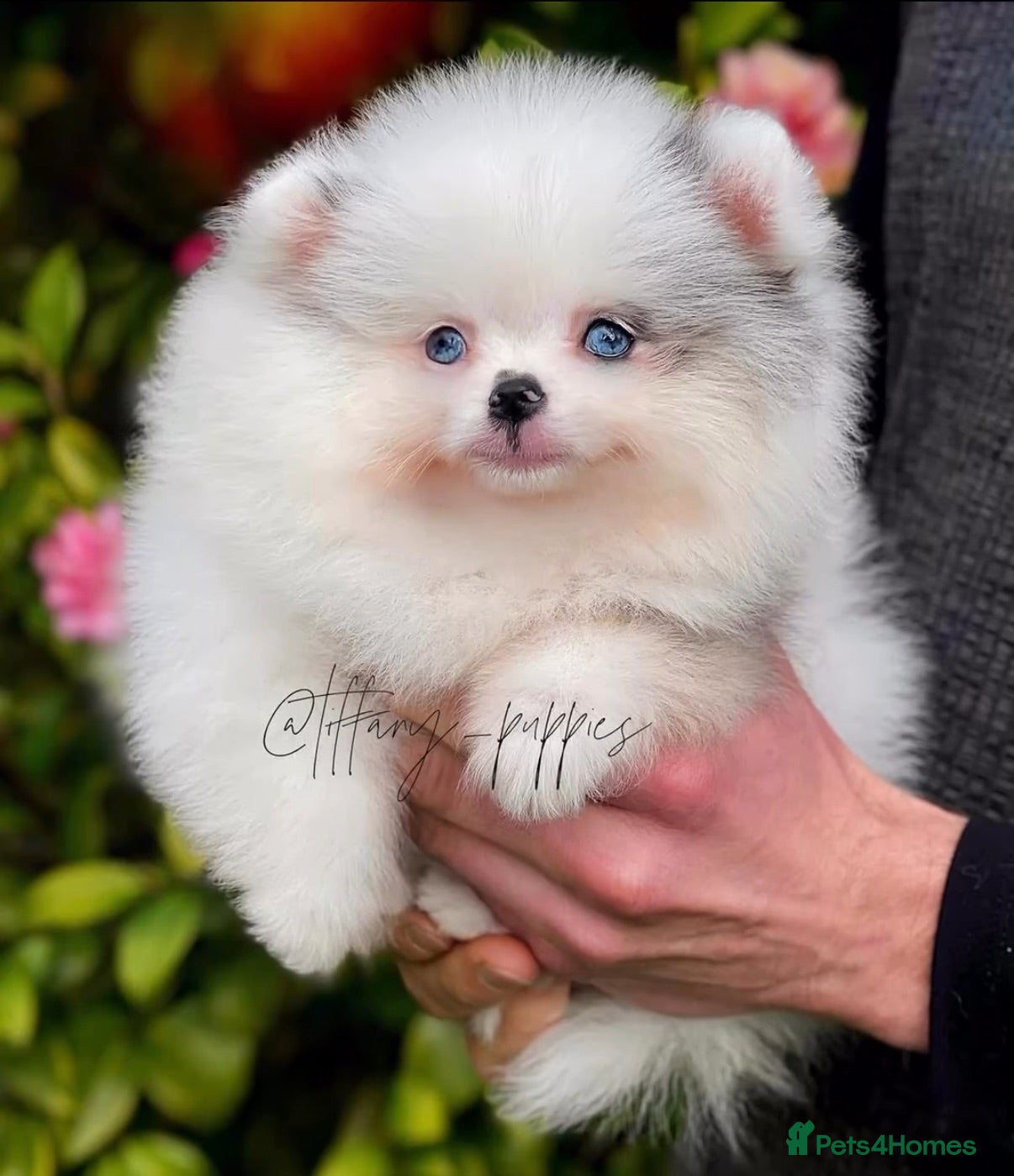 Pomeranian dogs Unique Parti tan Merle blue eye 💎 - Advert 5