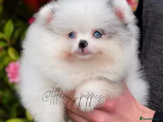 Pomeranian dogs Unique Parti tan Merle blue eye 💎 - Advert 5