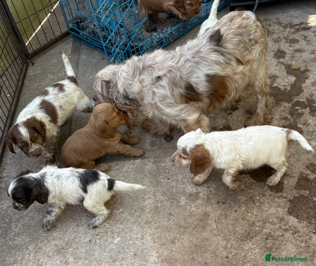Cocker Spaniel dogs for sale: Beautiful cocker spaniel puppies  in York - Advert 18