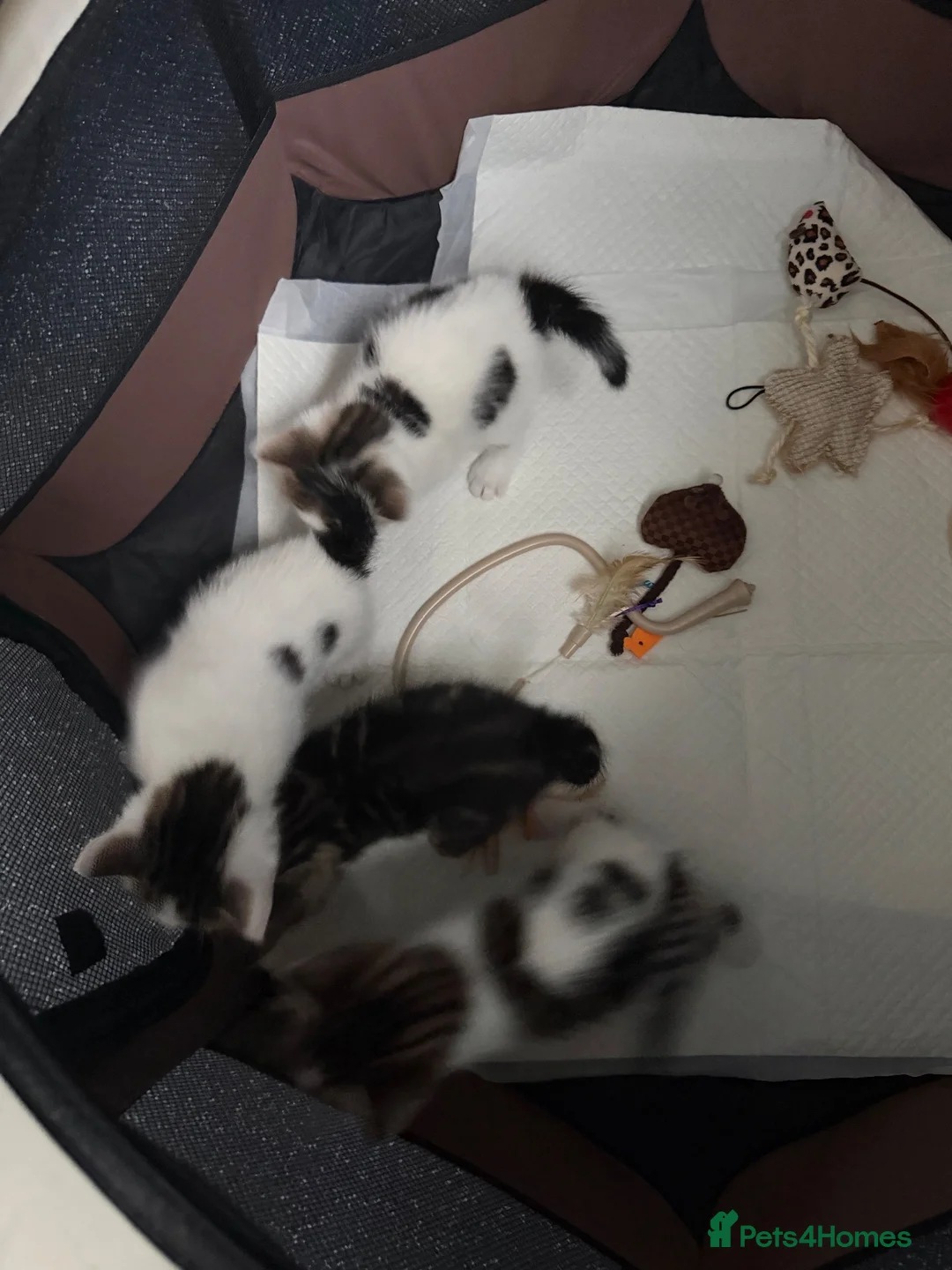 Mixed Breed cats for sale: Beautiful kittens looking for homes  - Advert 2