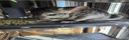 Chinchilla rodents for sale: Chinchilla male  in Oakham - Advert 2