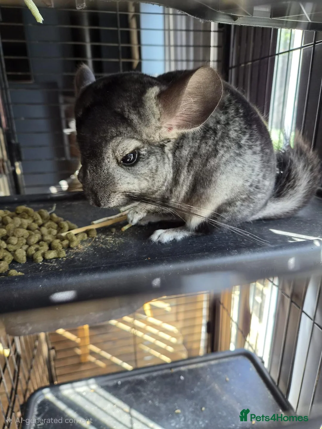 Chinchilla rodents for sale: Chinchilla male  in Oakham - Advert 2