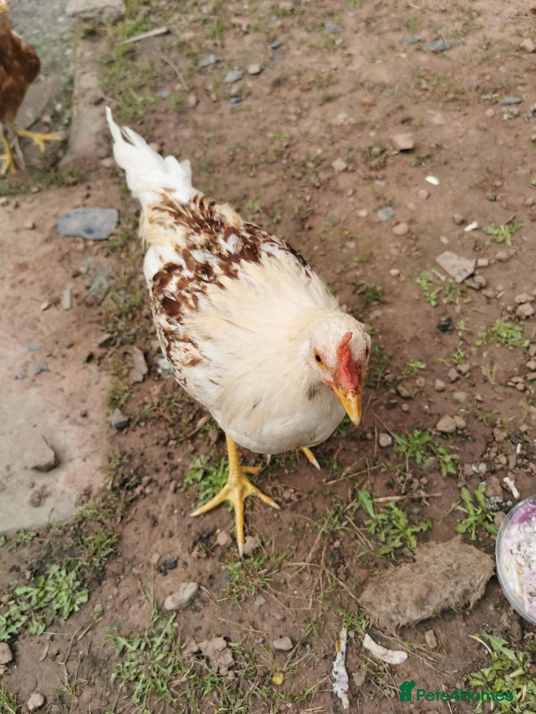 Chickens poultry for sale: Warren x well summer in Hereford - Advert 3