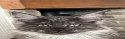 Maine Coon cats for sale: Mainecoon Kittens - Advert 17