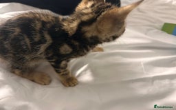 Bengal cats for sale: Beautiful bengal  - Image 8