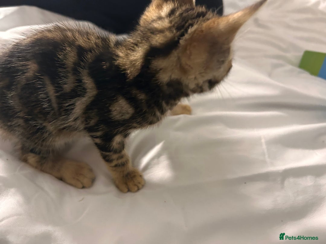 Bengal cats for sale: Beautiful bengal  - Image 8