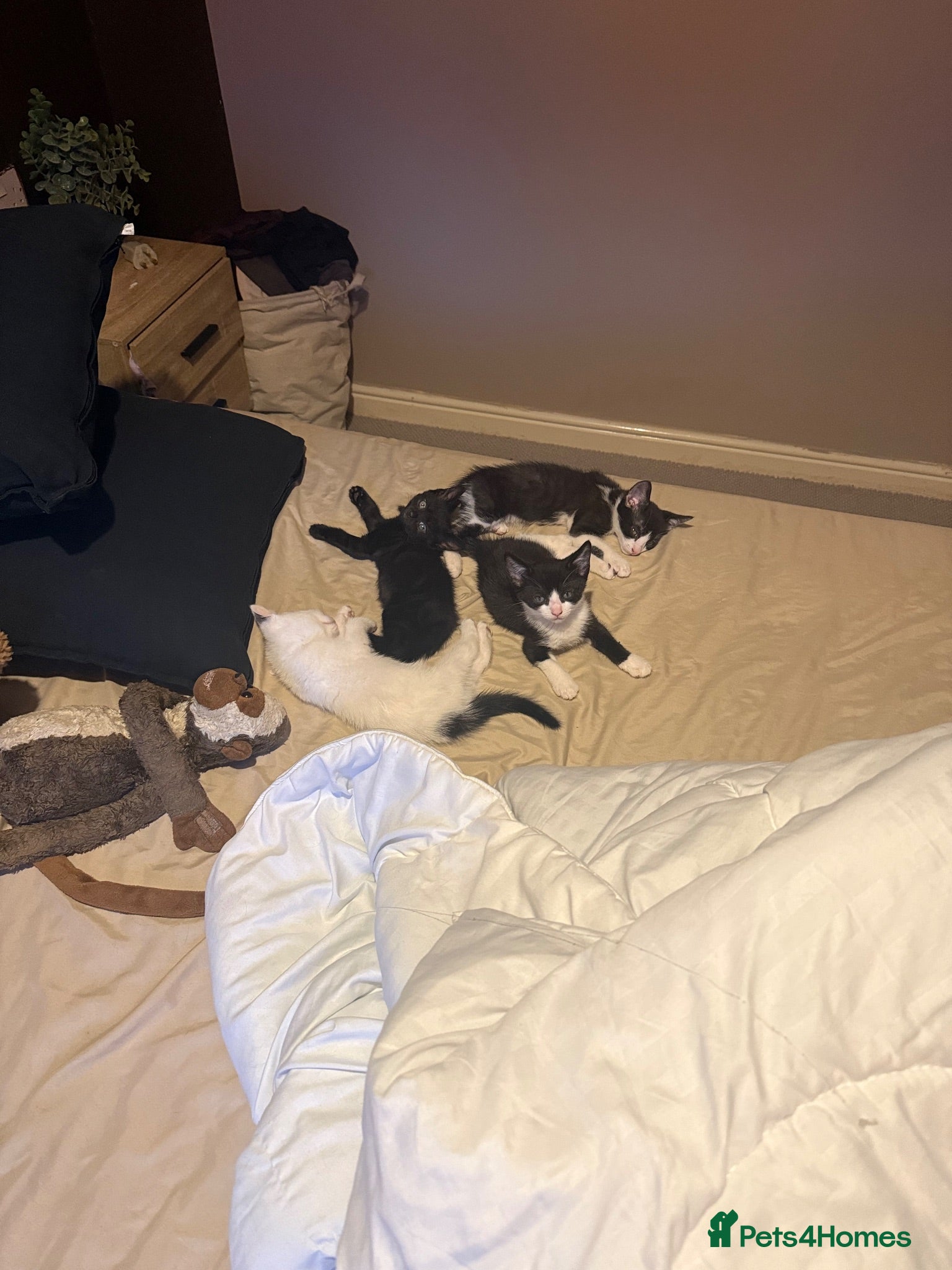 Mixed Breed cats Loving kittens for a good home - Advert 3