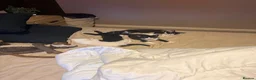 Mixed Breed cats for sale: Loving kittens for a good home BORN 22nd JUNE - Advert 1