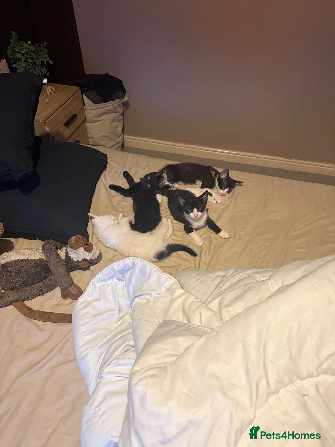 Mixed Breed cats for sale: Loving kittens for a good home BORN 22nd JUNE - Advert 1