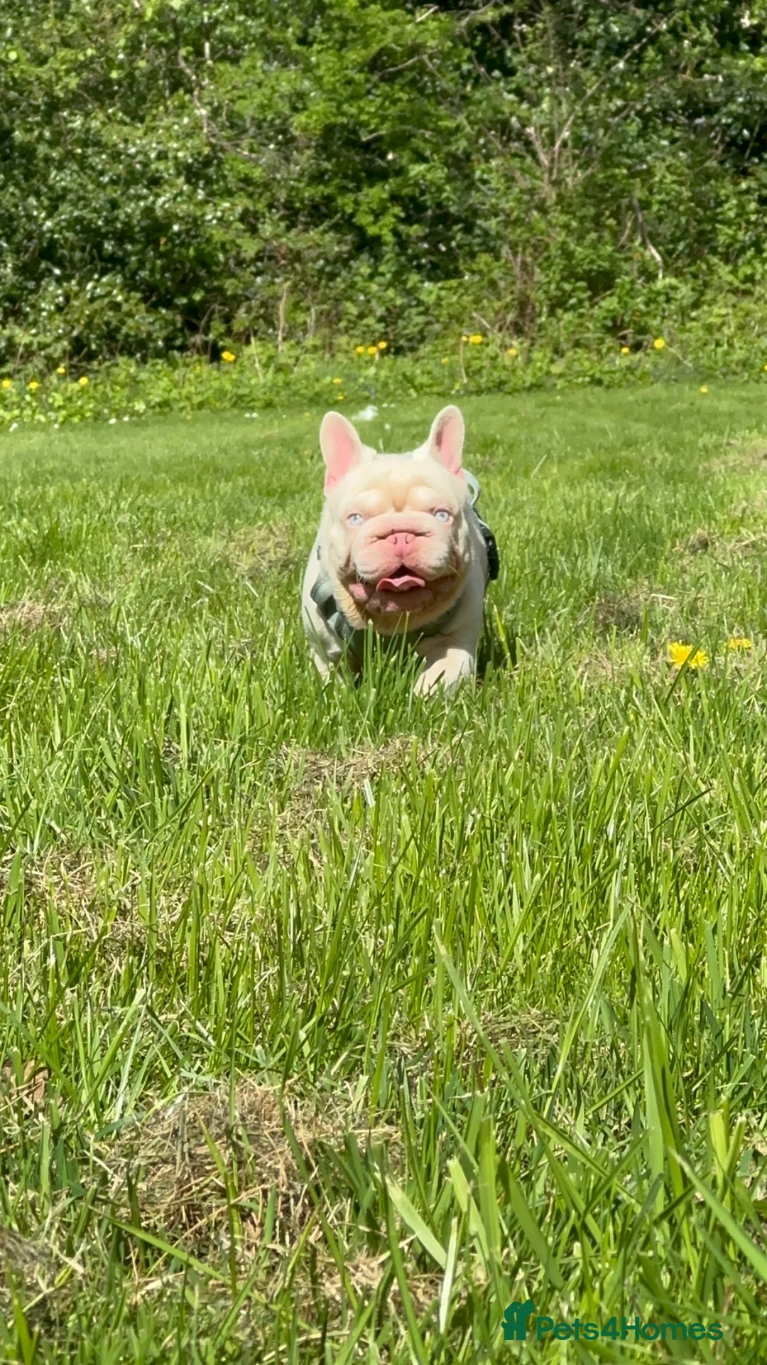 French Bulldog dogs for stud: 🚨PINK ACE NINJA🚨  **  PINK MAAJIN BU - Advert 1