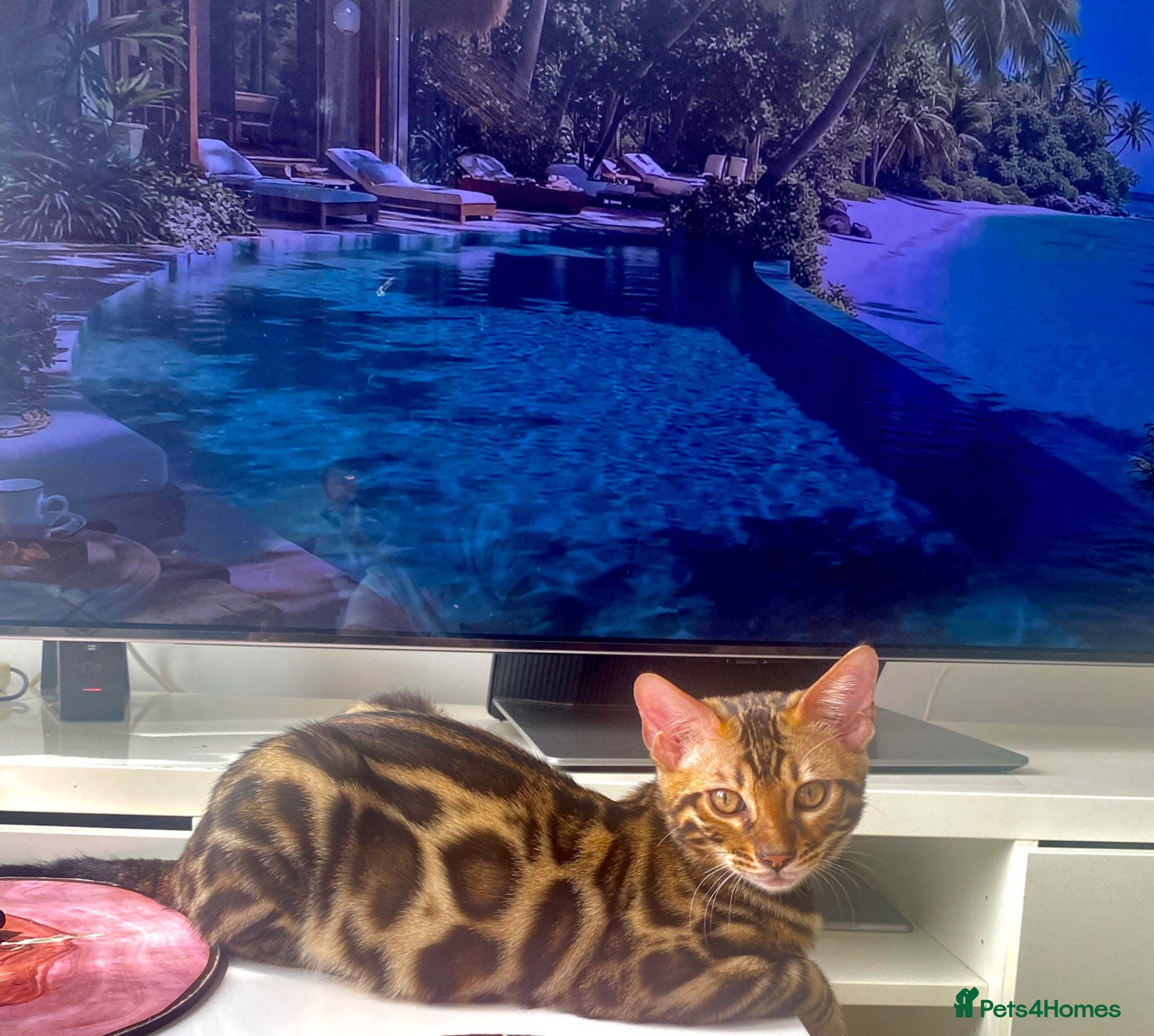 Bengal cats ✨✨ ONLY 2 BOYS LEFT 😻😻✨ - Advert 2