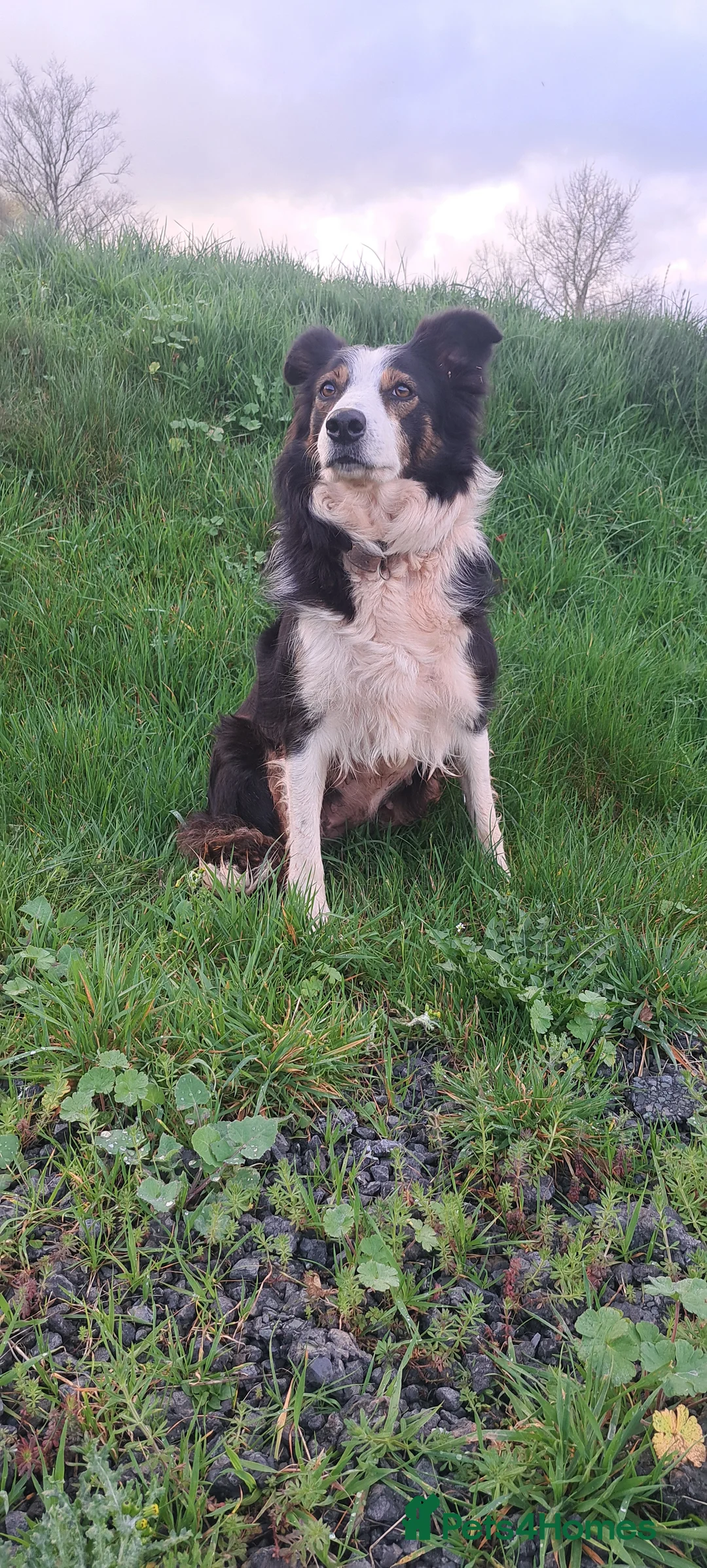 Sprollie dogs for sale: Sprollie pups for sale in Exeter - Advert 6