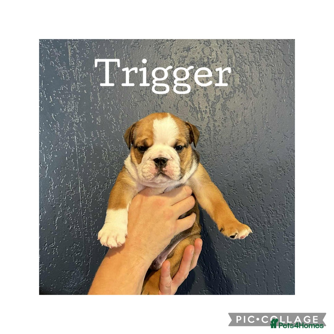 English Bulldog dogs for sale: English Bulldog puppies - Image 5