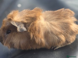 Guinea Pig rodents Gorgeous guinea pigs, mixed breeds - Advert 4