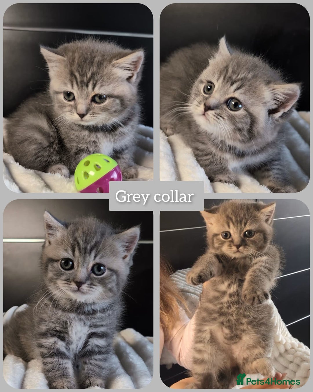 British Shorthair cats for sale: 💖💖💖BSH & BLH💫 GCCF & TICA red - Advert 3